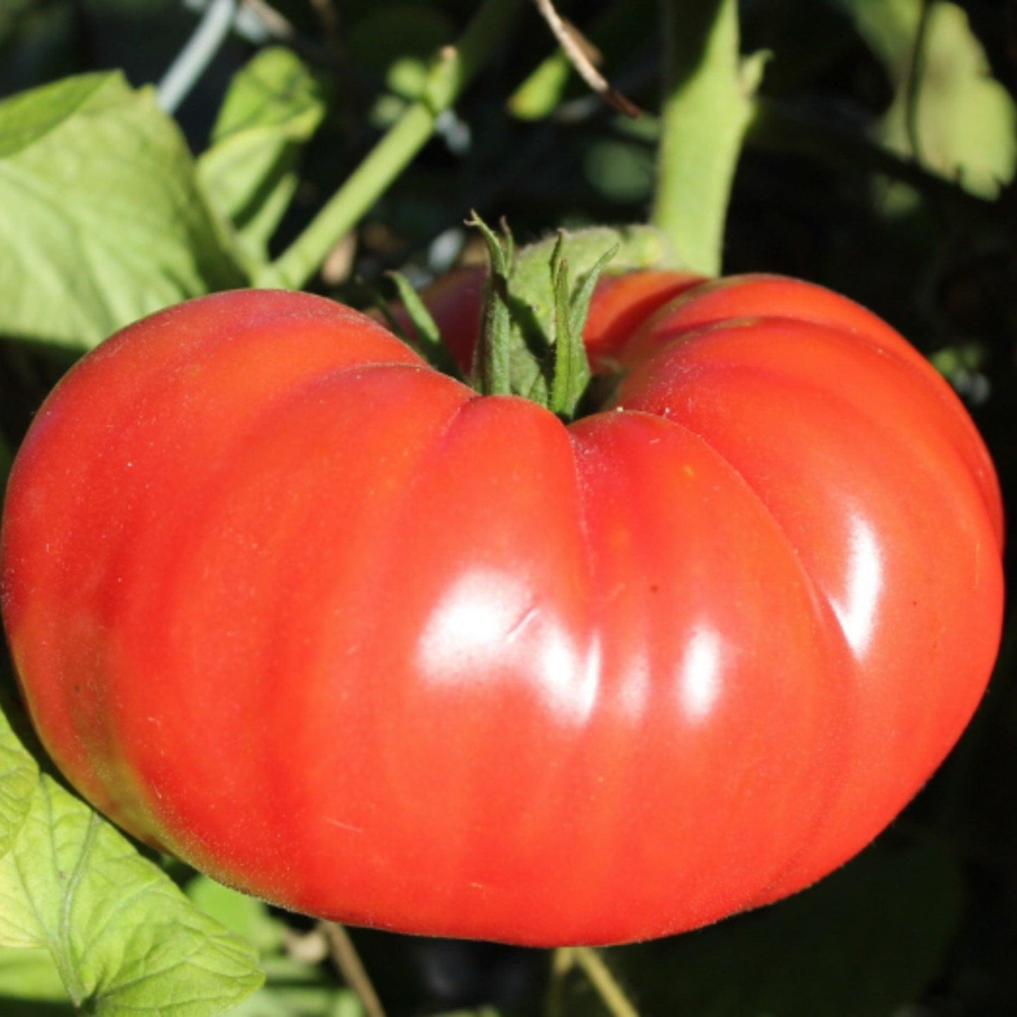 A single Brandywine Pink Tomato growing on the vine with a rich red color and a smooth, rounded shape.
