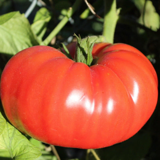A single Brandywine Pink Tomato growing on the vine with a rich red color and a smooth, rounded shape.