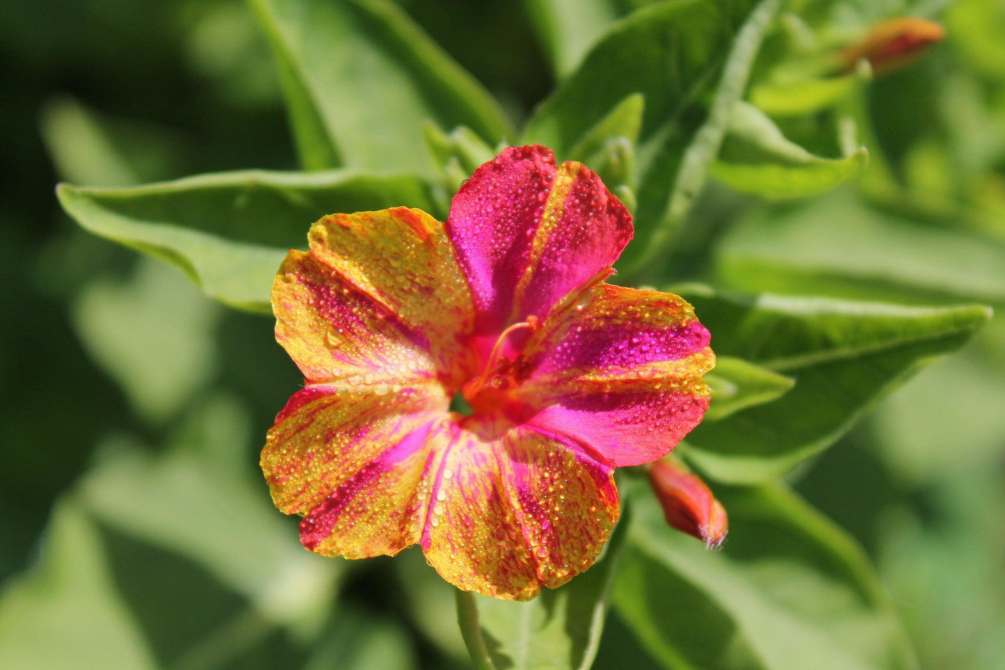 Four O'Clock Broken Colors - Cheap Seeds, LLC