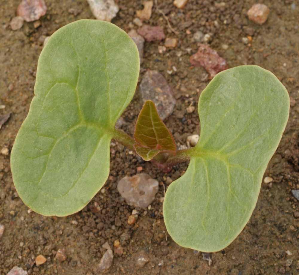 Four O'Clock Broken Colors - Cheap Seeds, LLC