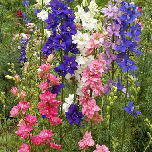 Monarch Butterfly Garden Seed Mixture