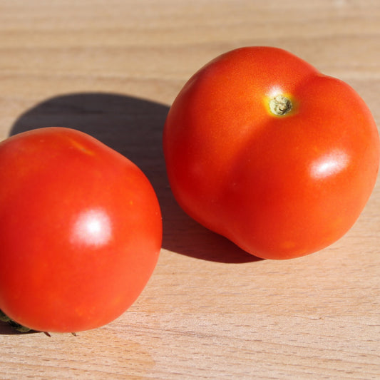 Two Calabre tomatoes showcasing their medium-sized deep red fruits.