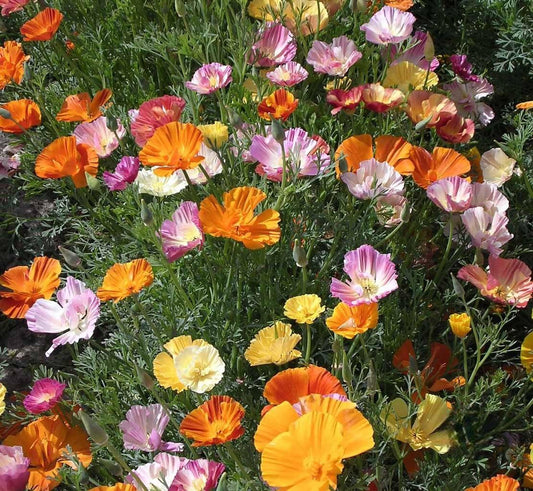 Field of colorful Ballerina Poppy Mix flowers blooming in shades of red, pink, white, and salmon in a sunny cottage garden.