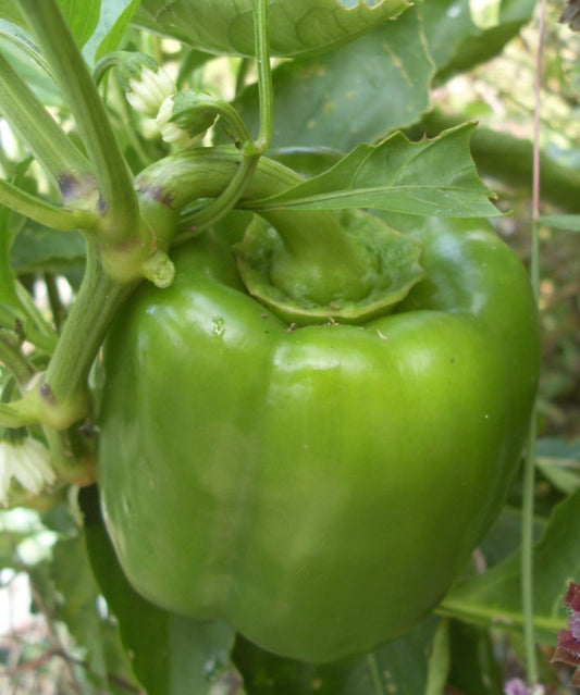 California Wonder Sweet Pepper - Cheap Seeds, LLC