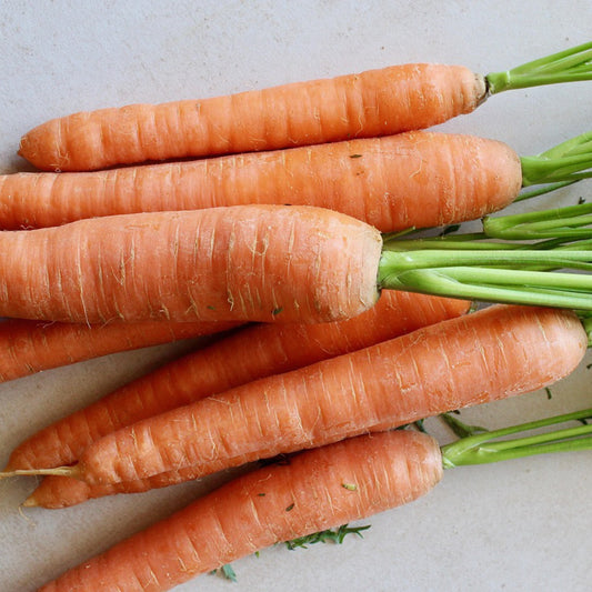 Scarlet Nantes Carrot