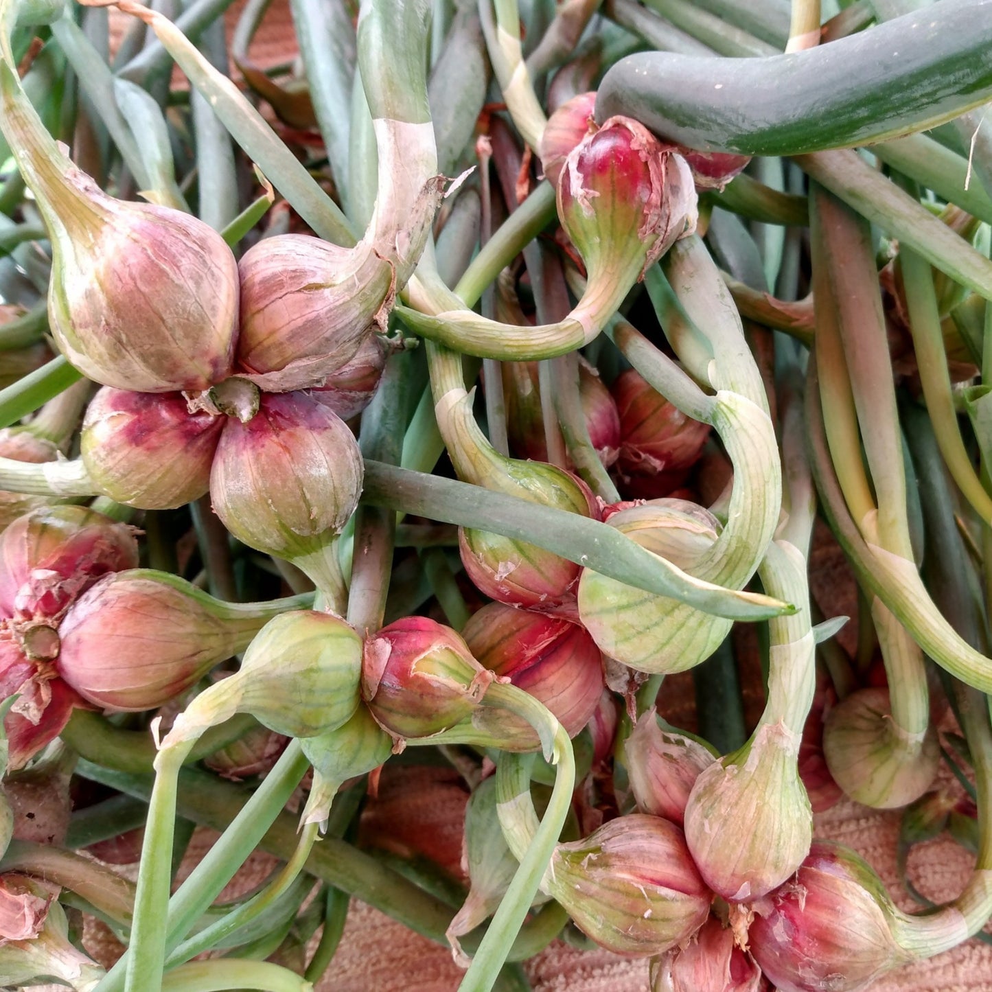 Red Catawissa Walking Onions