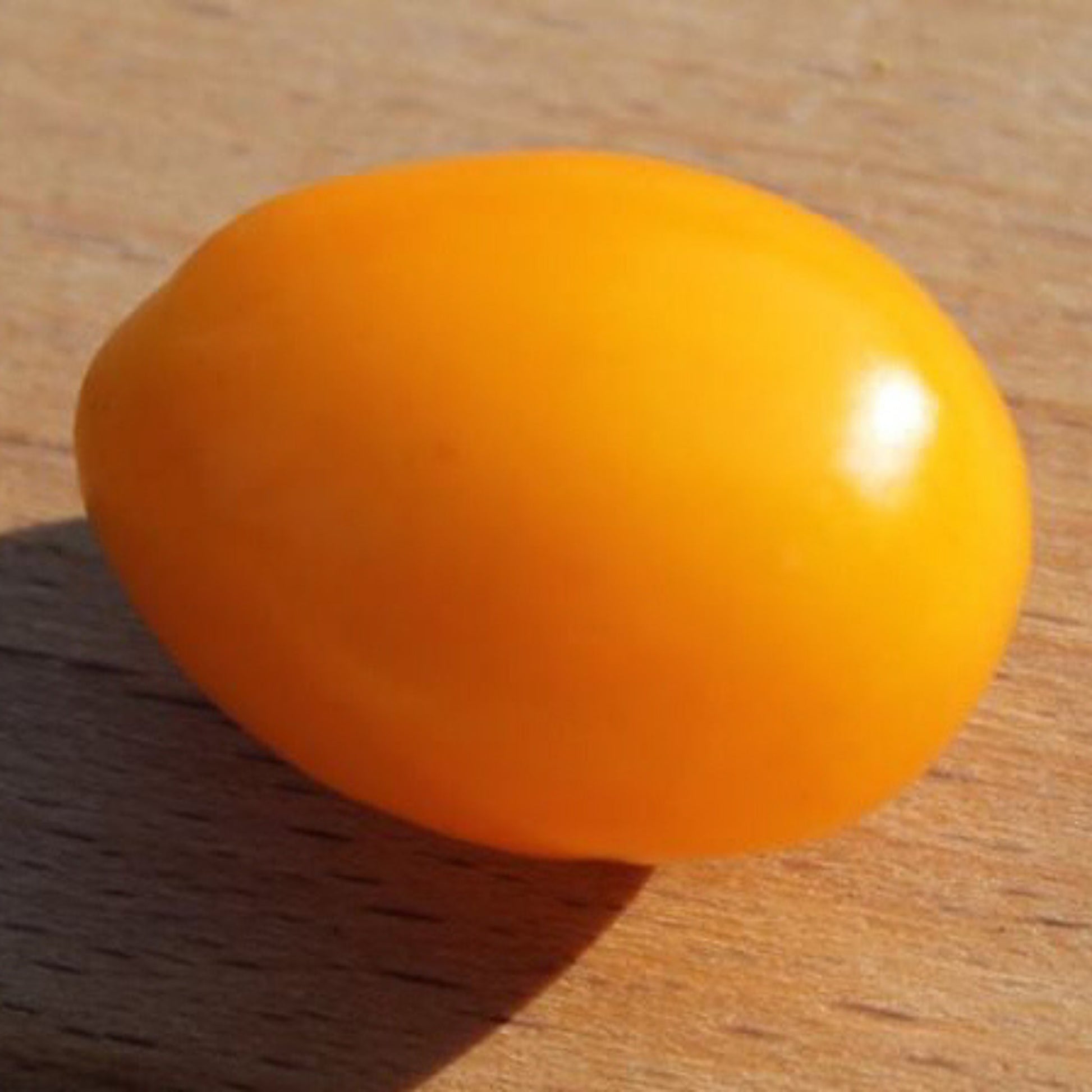 A single Chang Li yellow cherry tomato showing its petite, round, golden fruit.