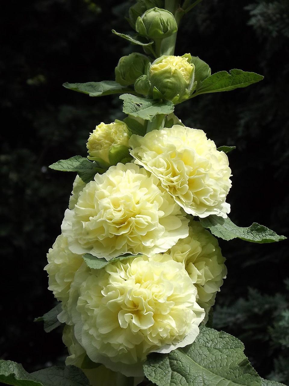 Chater's Hollyhocks - Cheap Seeds, LLC