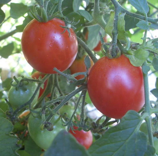 Red cherry tomatoes on a vine with green leaves