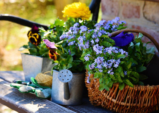 Chinese forget me not flowers with violas on a bench.