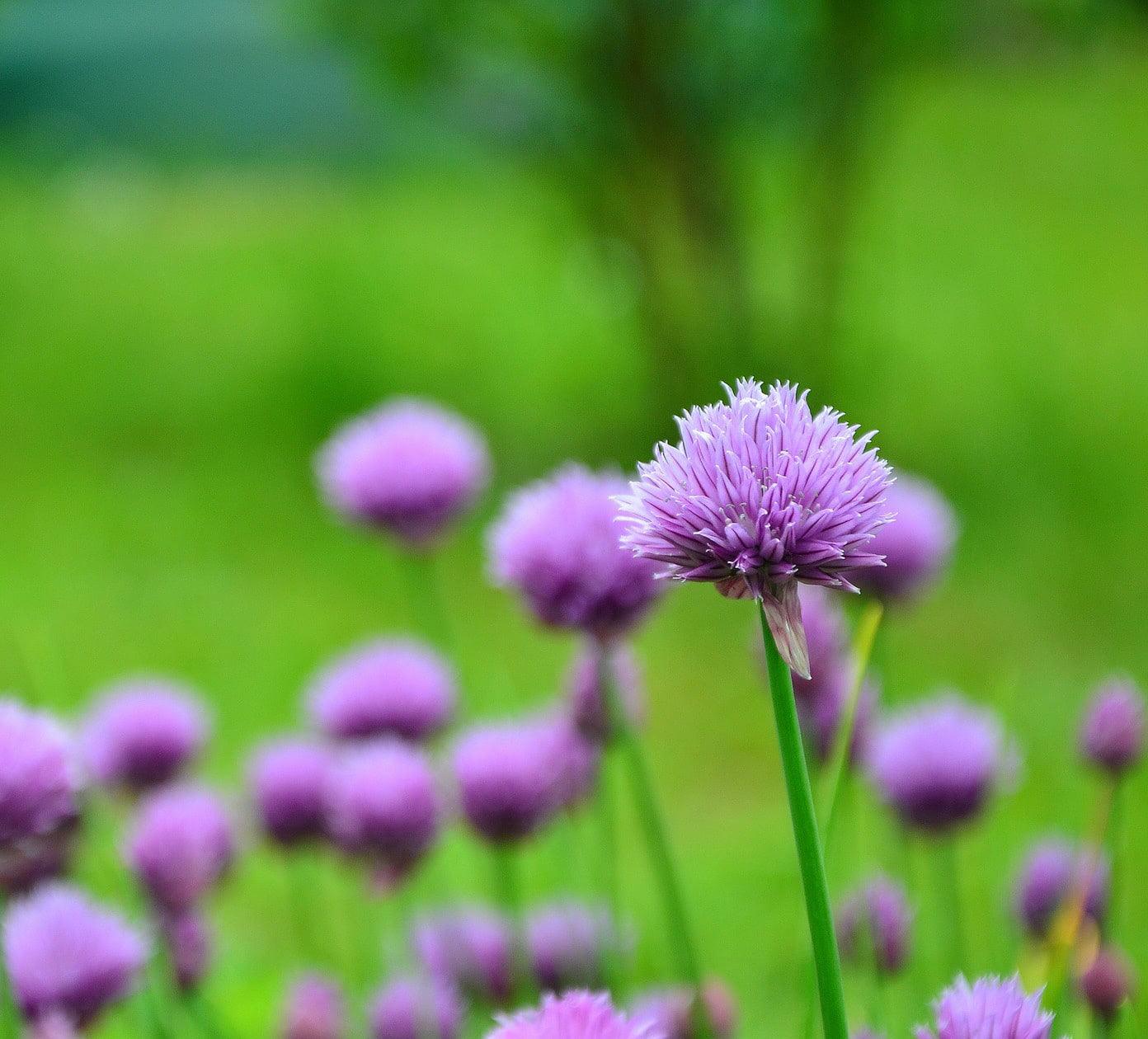 Common Chives - Cheap Seeds, LLC