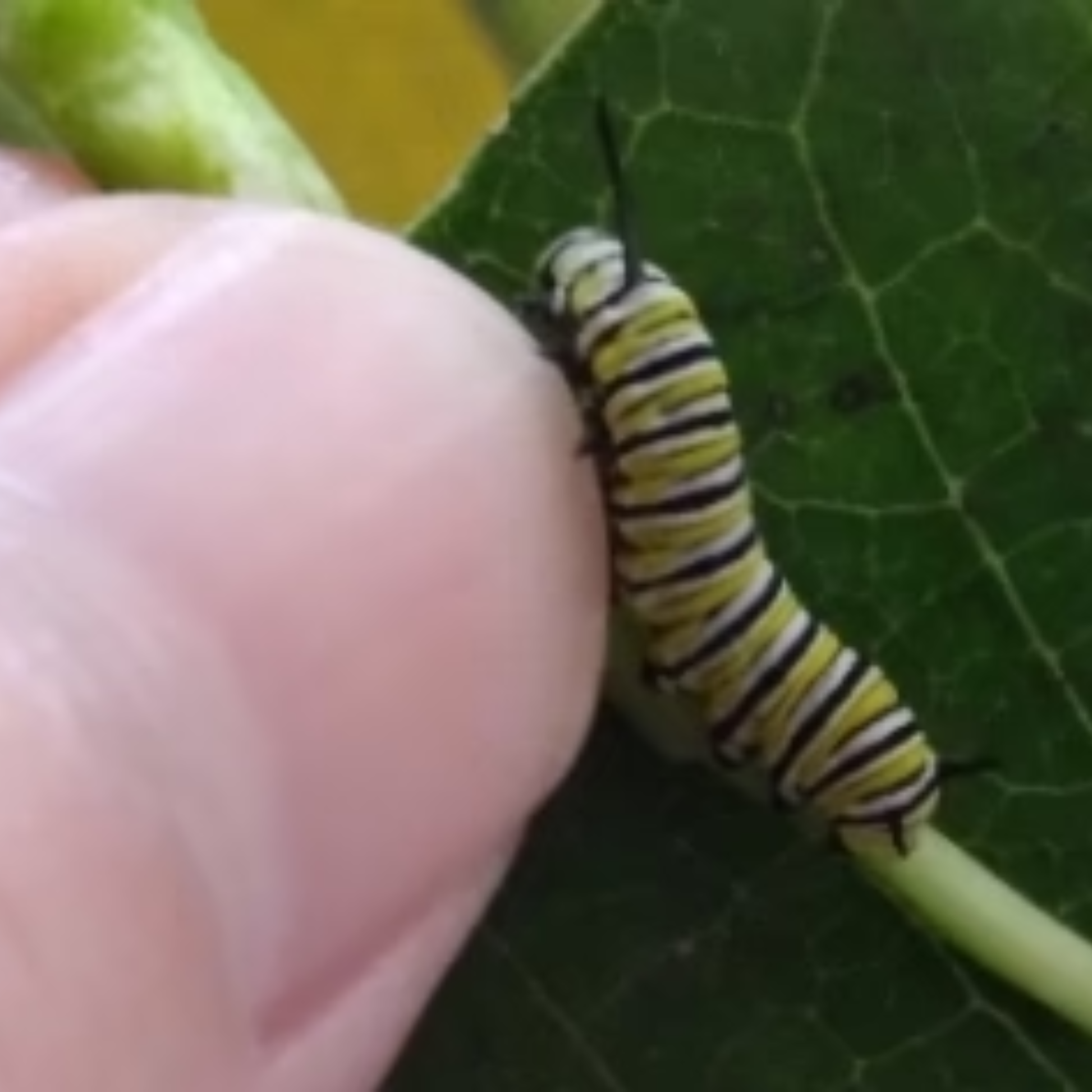 Close-up of a baby monarch caterpillar showing its small size