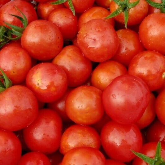 Close-up of freshly harvested large red cherry tomatoes