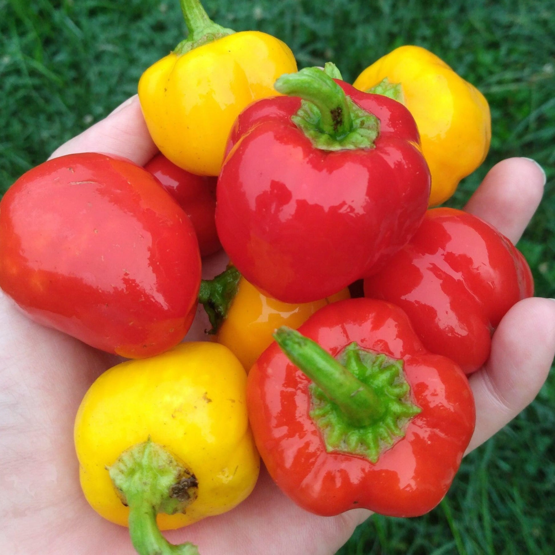 A hand holding a cluster of glossy bell peppers in red and yellow, photographed outdoors against a blurred green grass background.