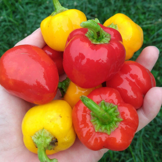 A hand holding a cluster of glossy bell peppers in red and yellow, photographed outdoors against a blurred green grass background.