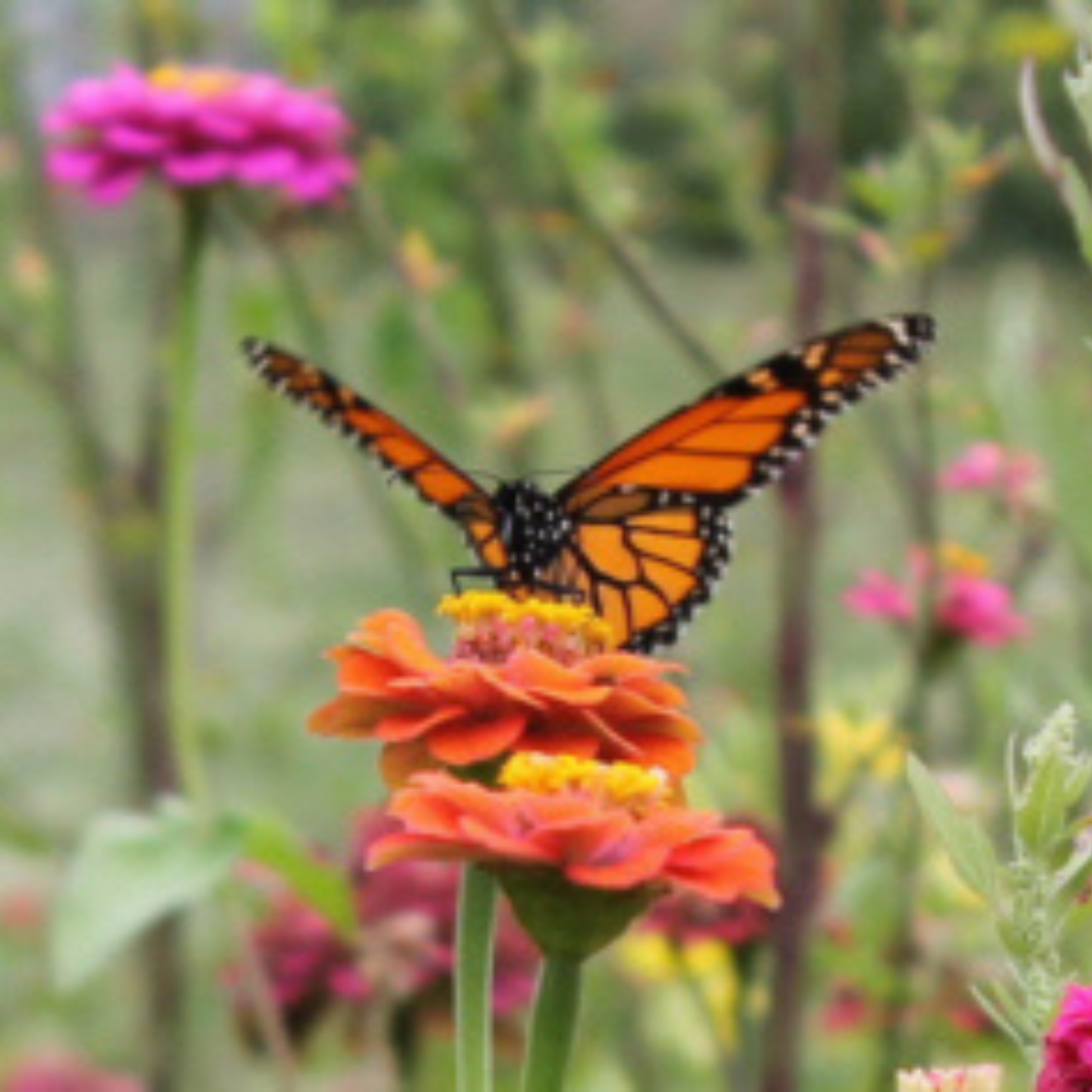 Close-up of a monarch butterfly on a zinnia flower