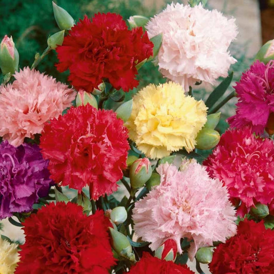 Clove Carnation Chabaud Mix flowers in shades of red, pink, yellow, white, and salmon blooming in a summer garden