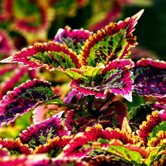 Coleus Rainbow Mix plants displaying colorful foliage in shades of red, pink, yellow, green, and burgundy