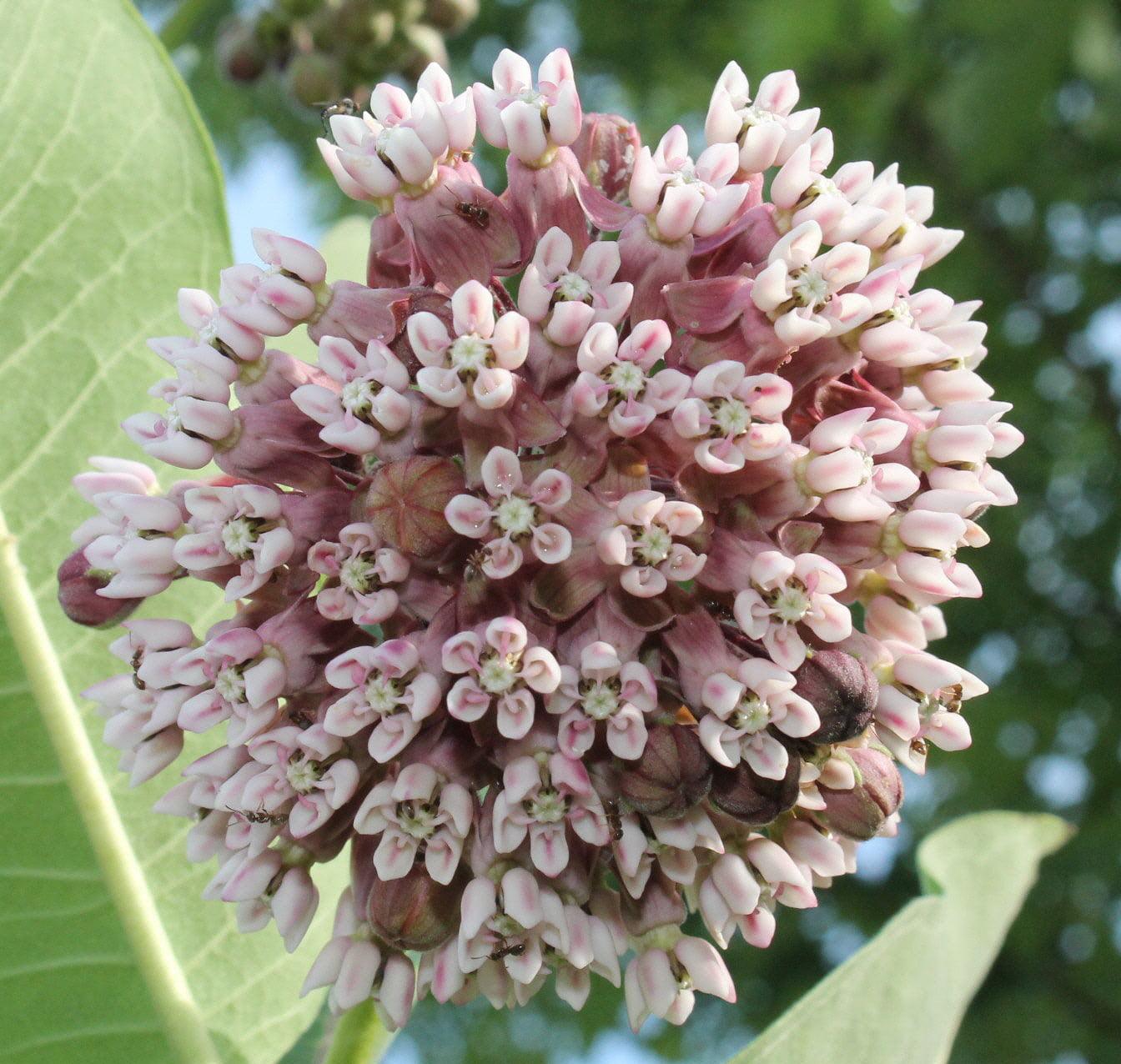 Common Milkweed - Cheap Seeds, LLC