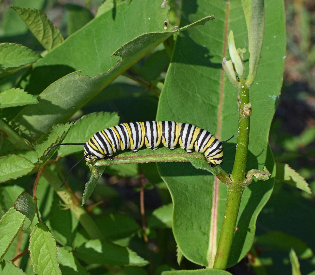 Common Milkweed - Cheap Seeds, LLC
