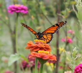Common Milkweed - Cheap Seeds, LLC