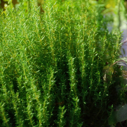 Common thyme plant (Thymus vulgaris) growing in garden with small green leaves