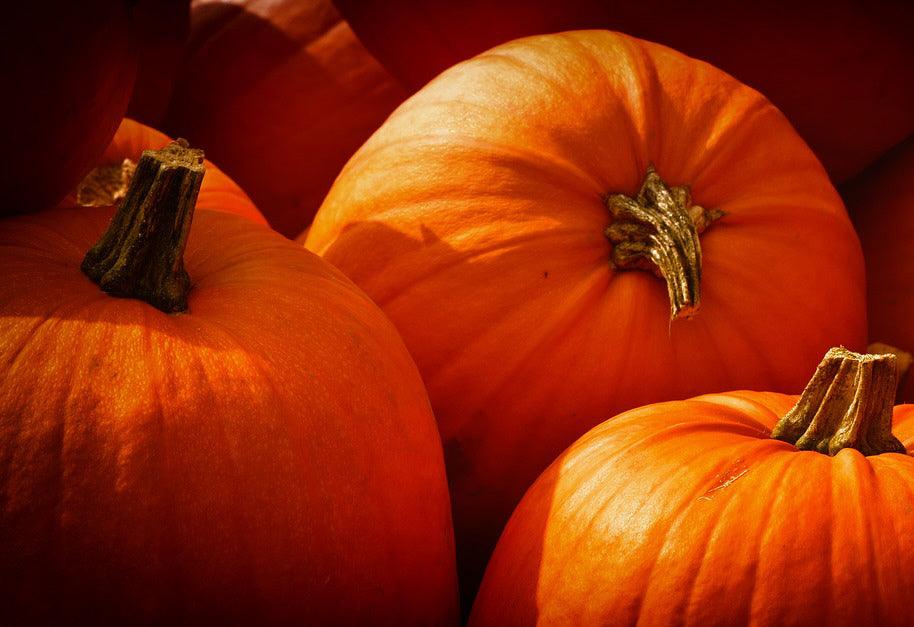 Connecticut Field Pumpkin - Cheap Seeds, LLC