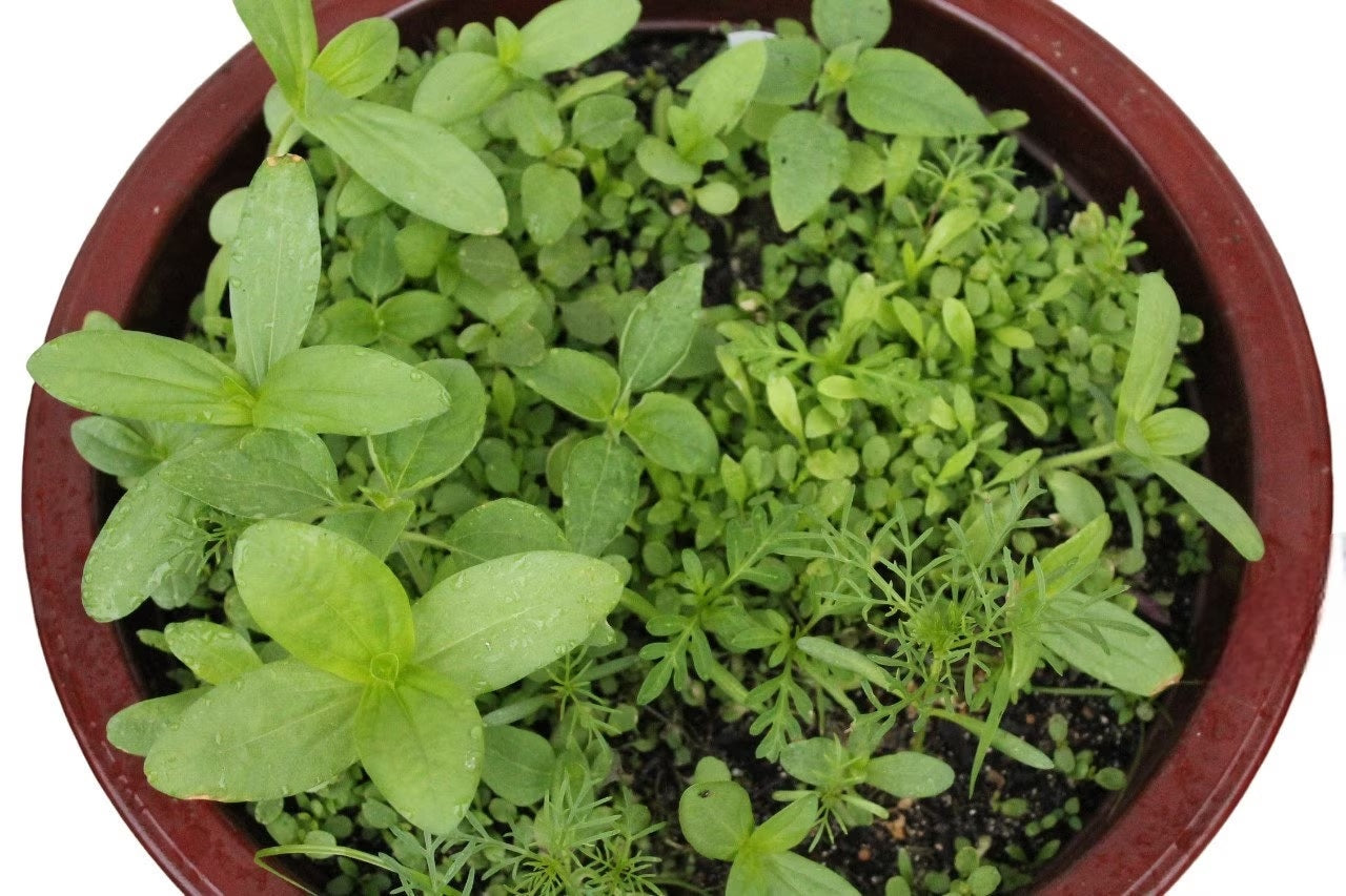 Monarch Butterfly Garden Seed Mixture