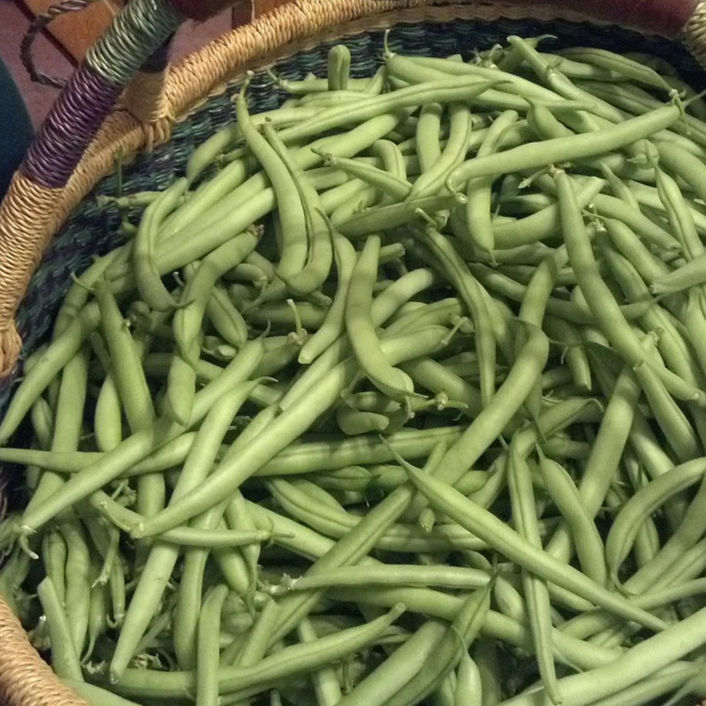 Contender Bush Bean