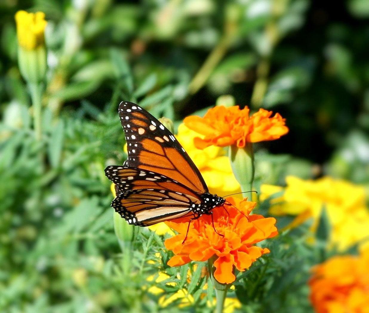 Crackerjack marigold flowers in bloom with a Monarch butterfly 
