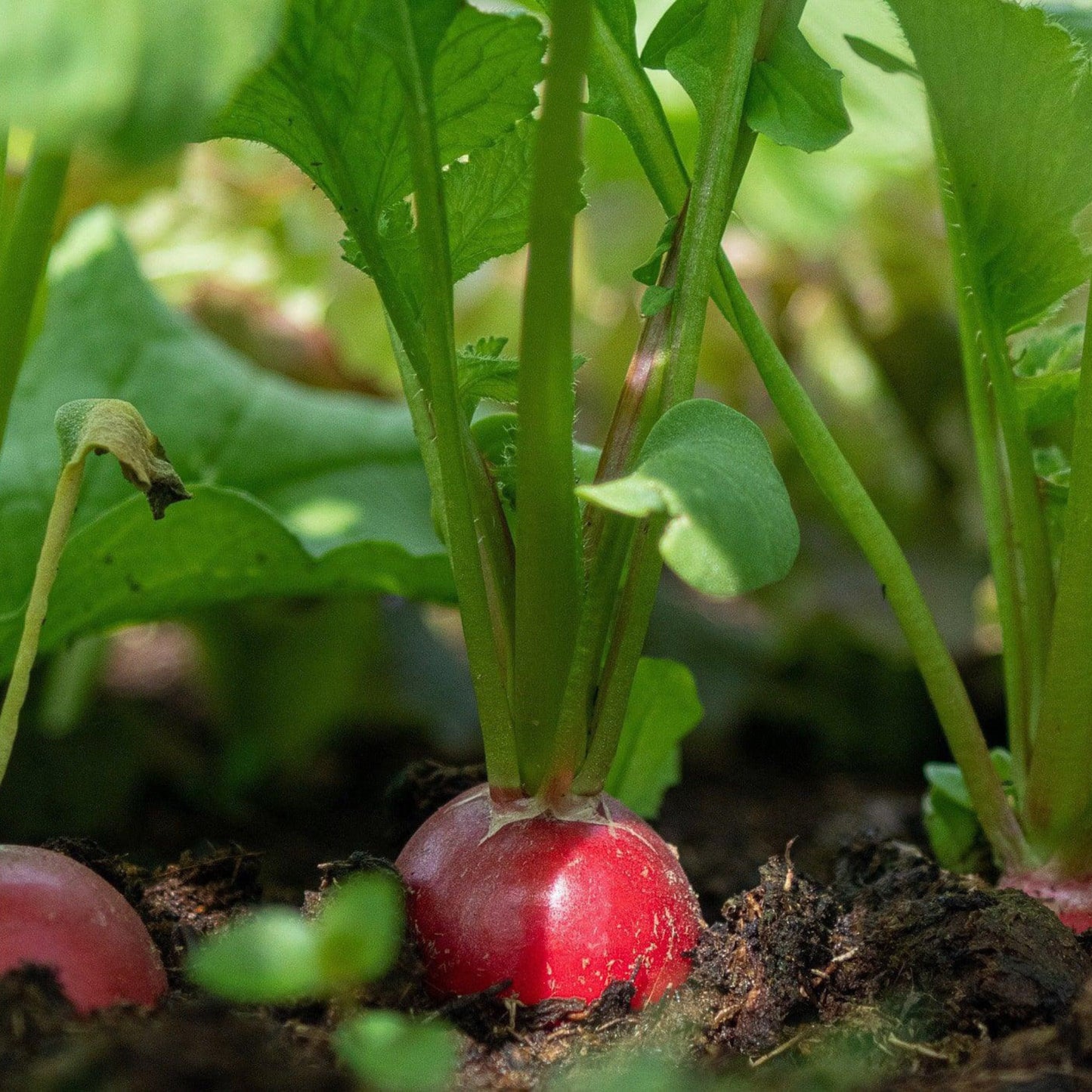 Build Your Own Heirloom Seed Collection