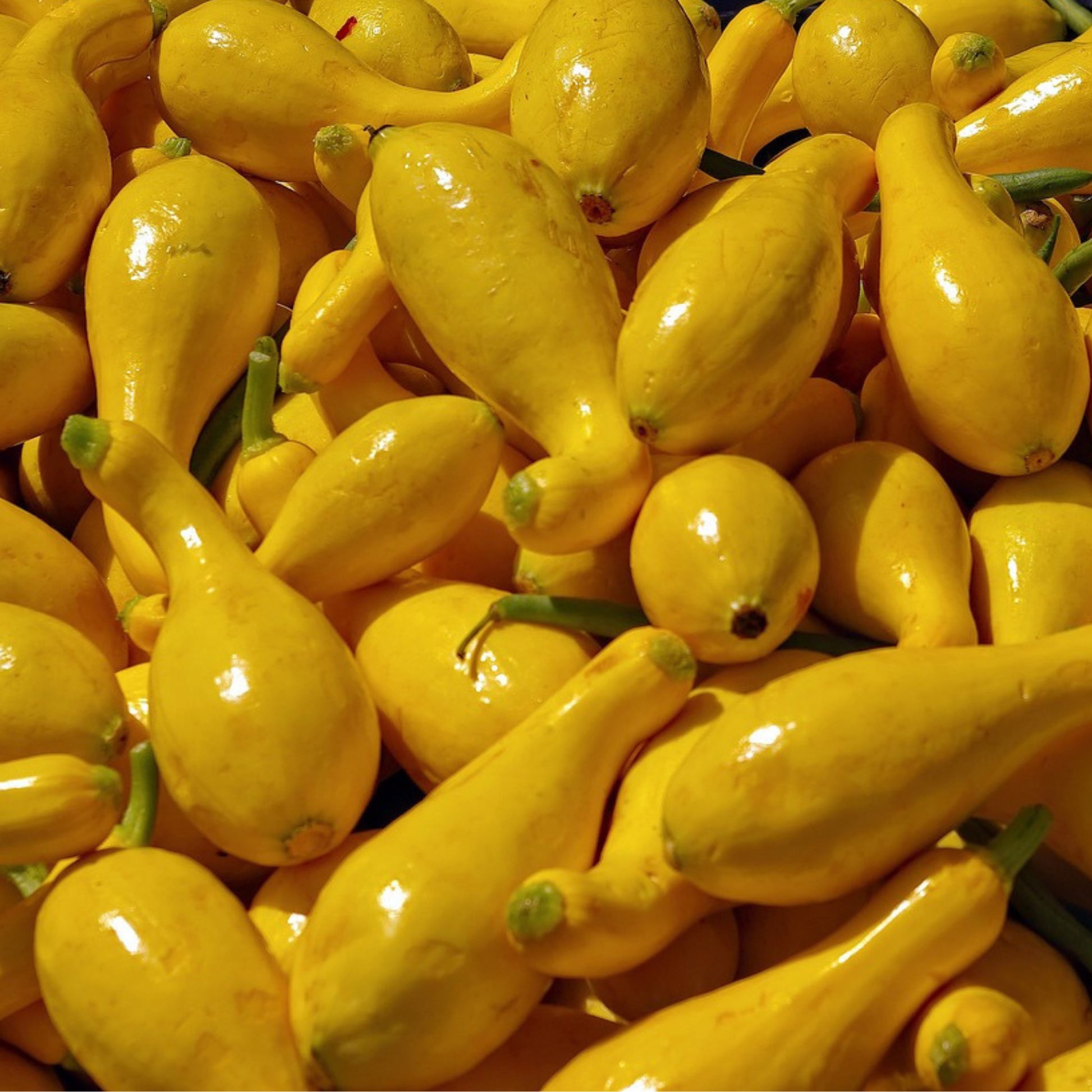 Close-up of freshly harvested Crookneck Summer Squash, showing yellow curved fruits ready for home garden use or cooking.