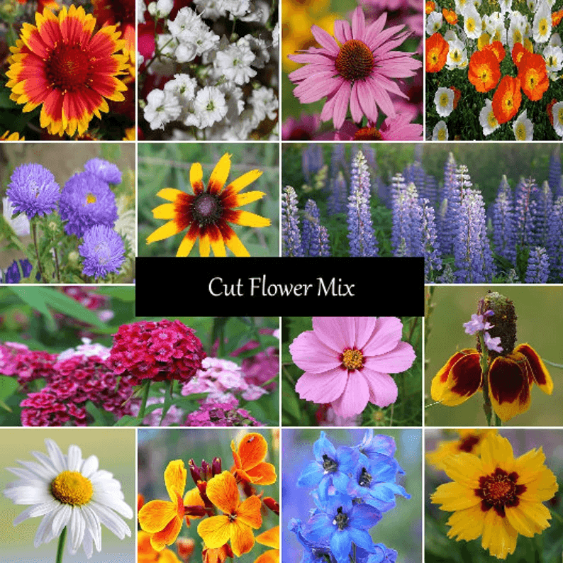Cut Flower Seed Mixture - Cheap Seeds, LLC