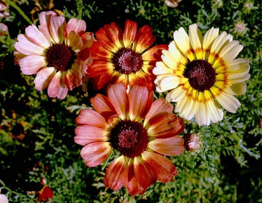 Cut Flower Mix - Cheap Seeds, LLC