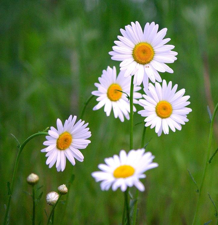 Cut Flower Mix - Cheap Seeds, LLC