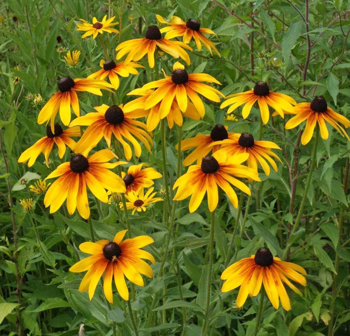 Cut Flower Mix - Cheap Seeds, LLC