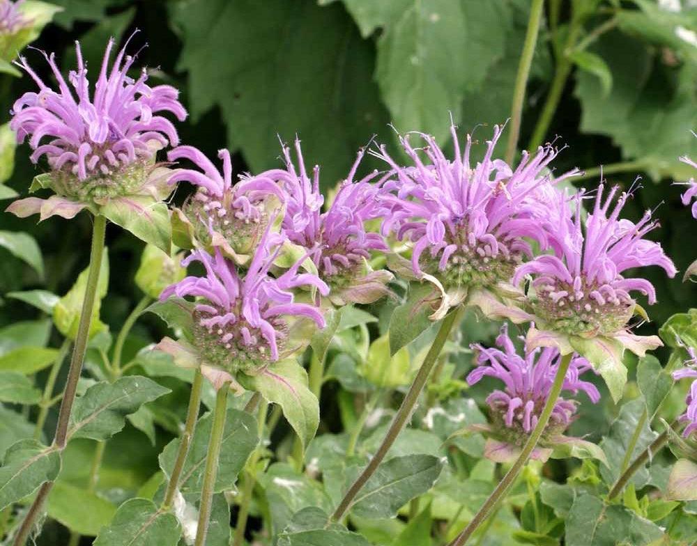 Deer Resistant Wildflower Seeds - Cheap Seeds, LLC