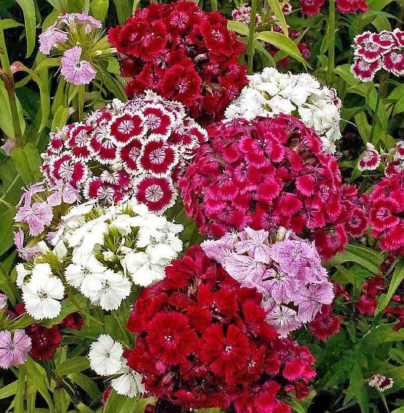 Deer Resistant Wildflower Seeds - Cheap Seeds, LLC