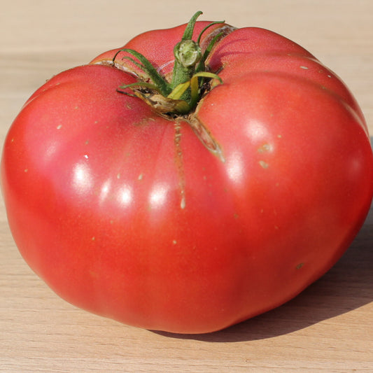 Single large Earl’s Faux heirloom tomato, pink fruit ready for slicing and fresh eating