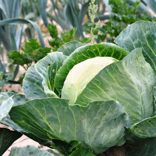 Early Round Dutch Cabbage