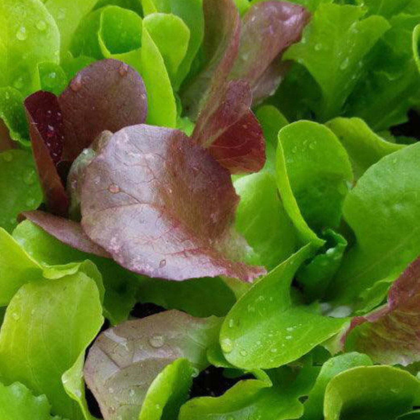 Build Your Own Heirloom Seed Collection