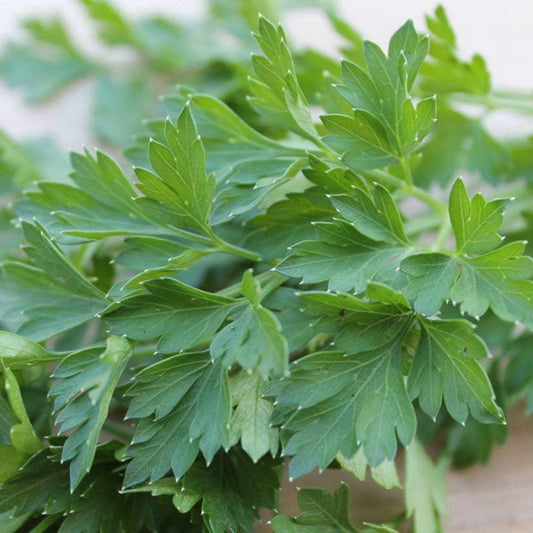 Dark Green Italian Parsley