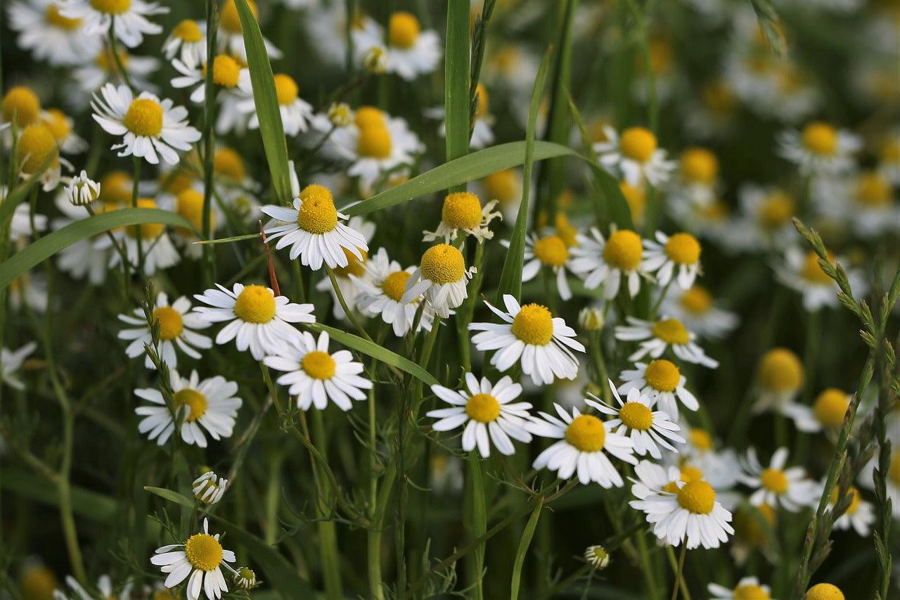 German Chamomile - Cheap Seeds, LLC
