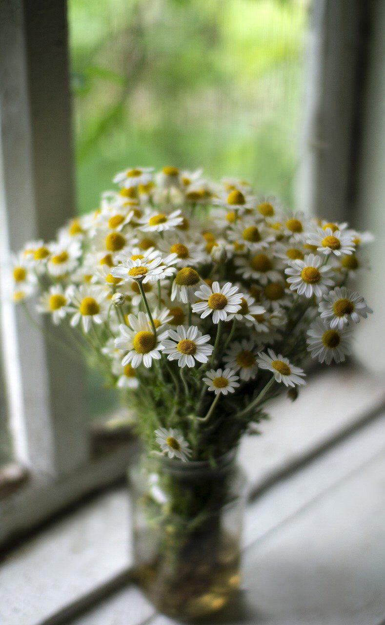 German Chamomile - Cheap Seeds, LLC