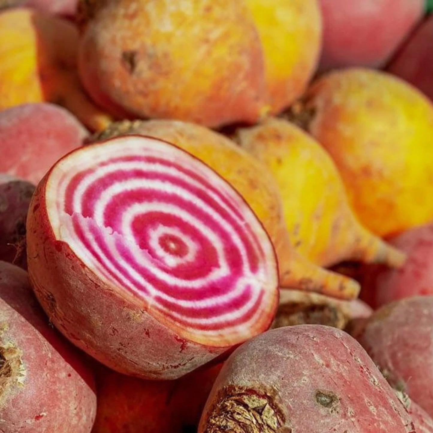 Build Your Own Heirloom Seed Collection
