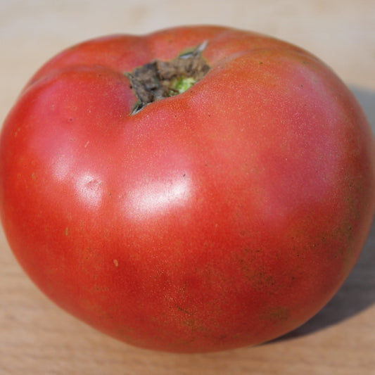 Single large Grace Lahman heirloom tomato, pink beefsteak-style fruit, meaty and juicy, ready to eat.