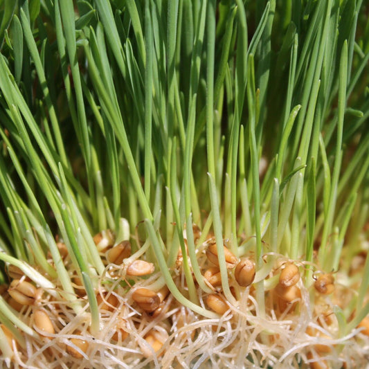 A close-up of sprouting Hard Red Spring Wheatgrass with visible reddish-brown kernels and green shoots.