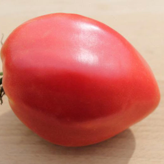 Hays' Tomato