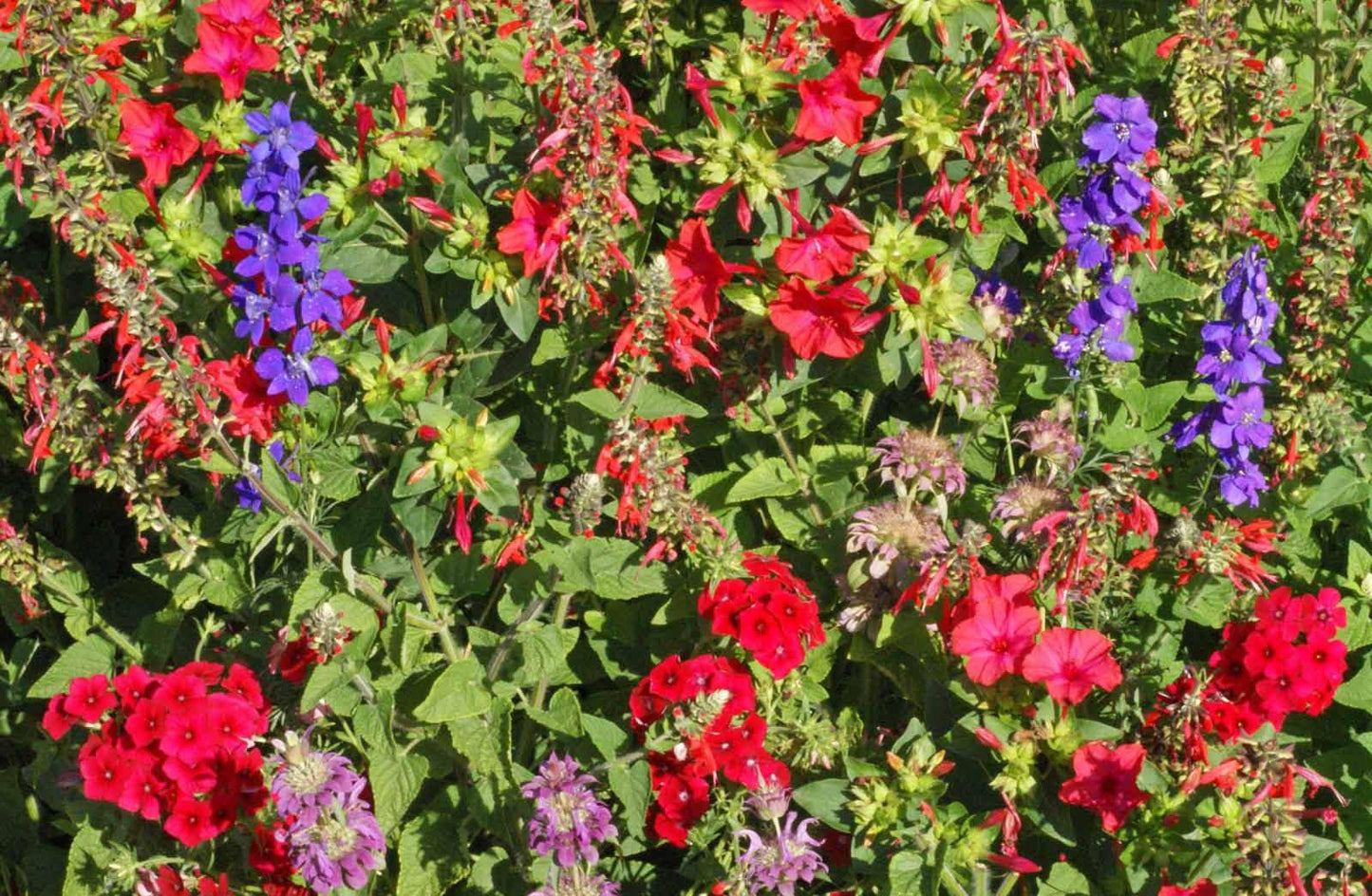 Hummingbird Wildflower Seeds - Cheap Seeds, LLC