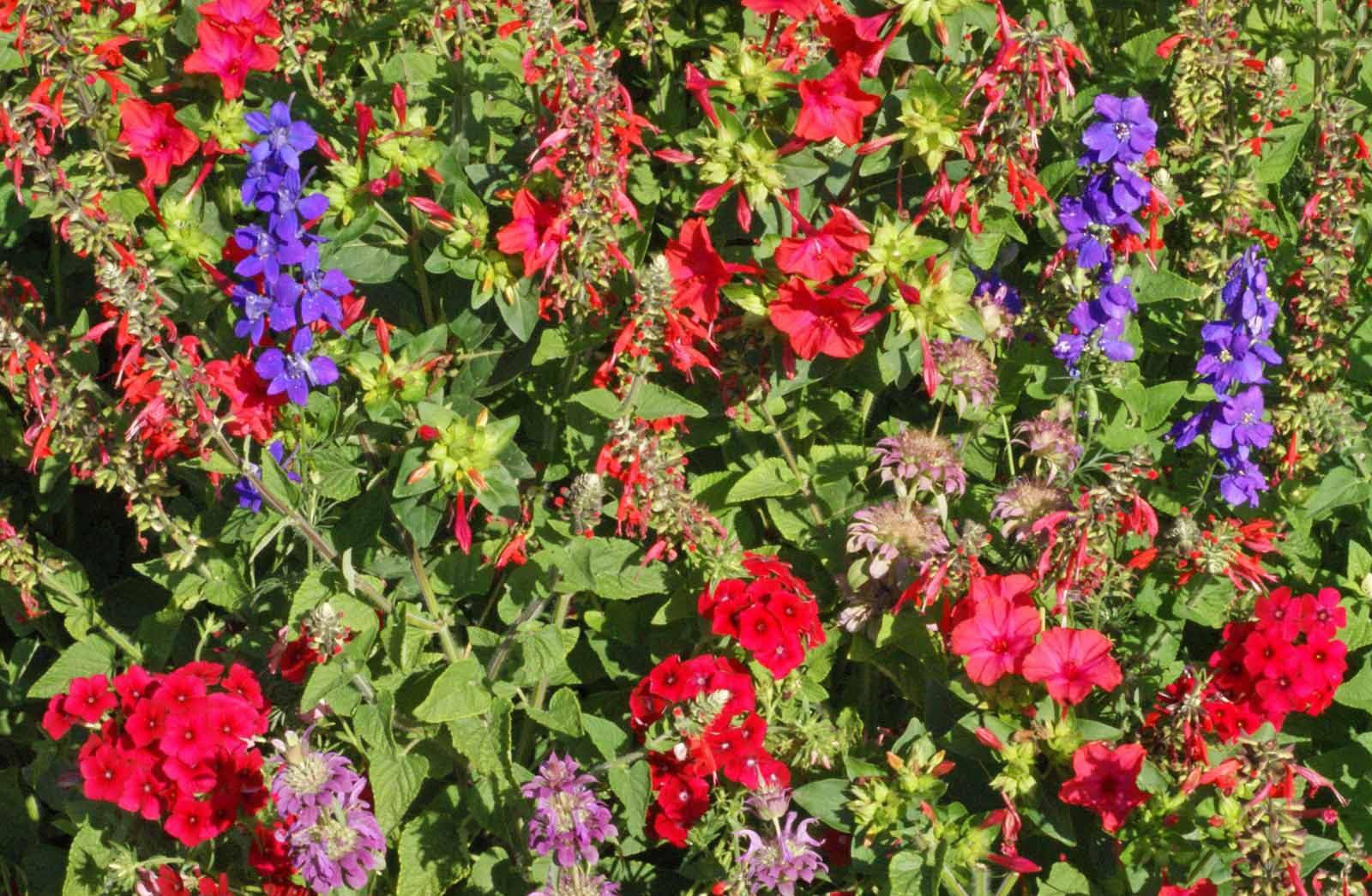 Hummingbird Wildflower Seeds - Cheap Seeds, LLC